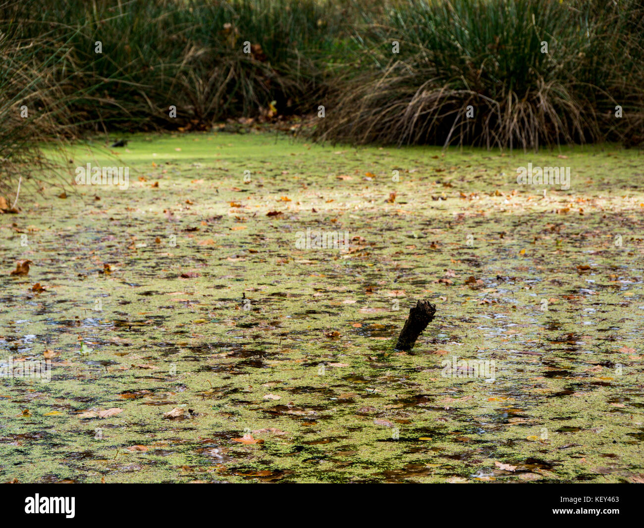 Boggy Land High Resolution Stock Photography and Images Alamy