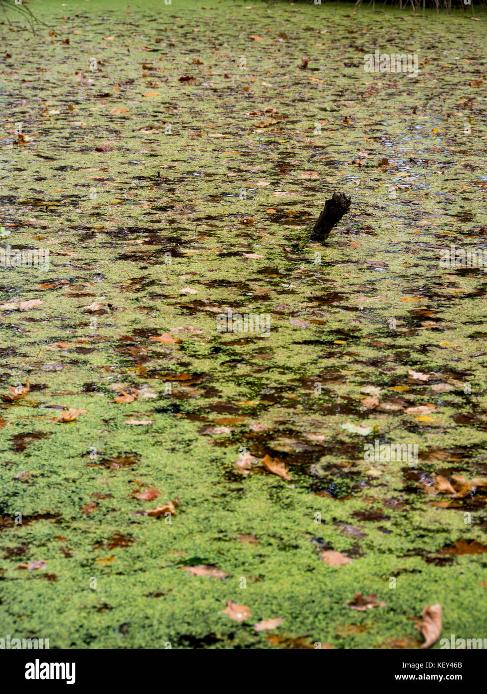 Boggy land, Hothfield Common nature reserve, Ashford, Kent Stock Photo