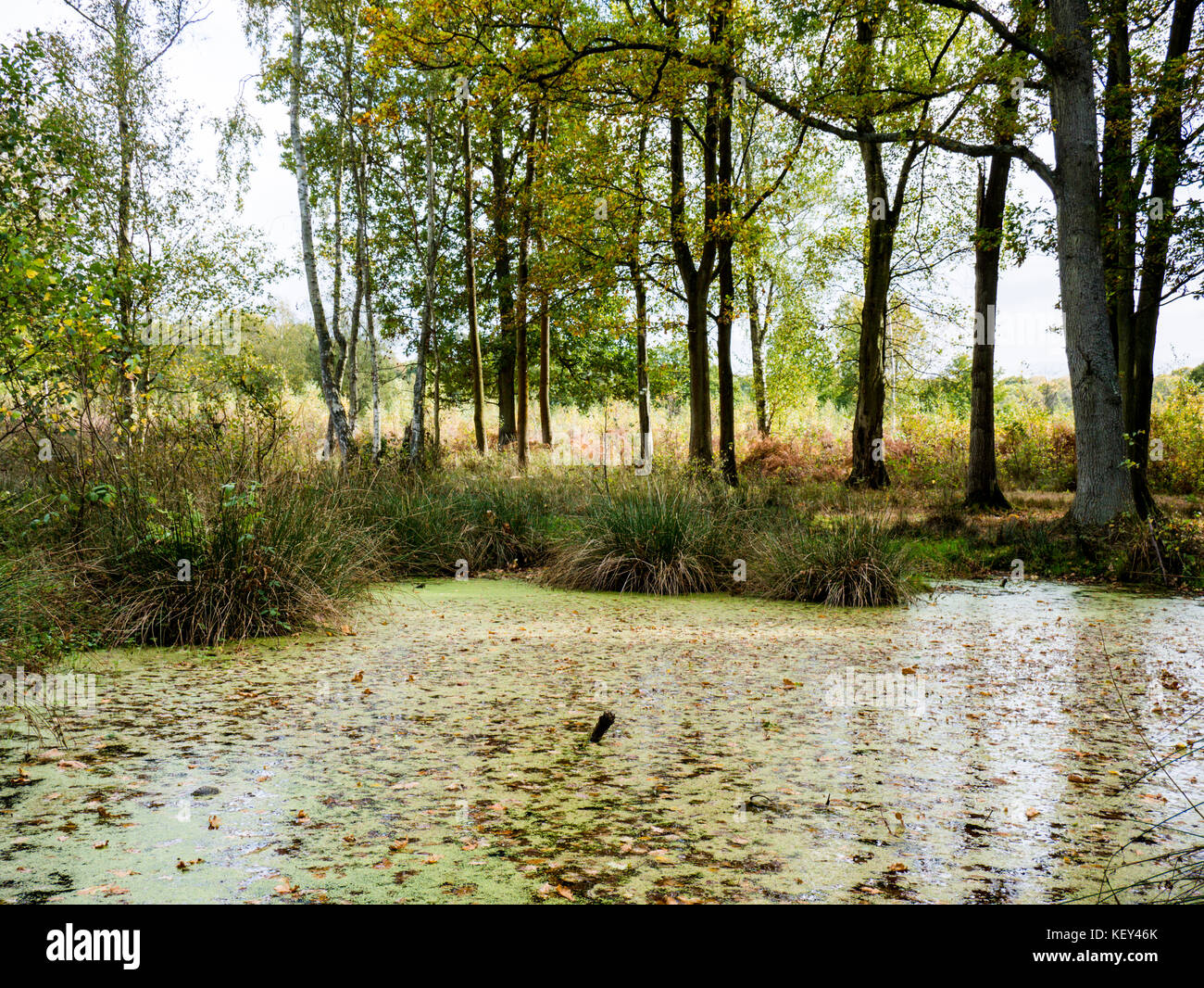 Boggy land, Hothfield Common nature reserve, Ashford, Kent Stock Photo
