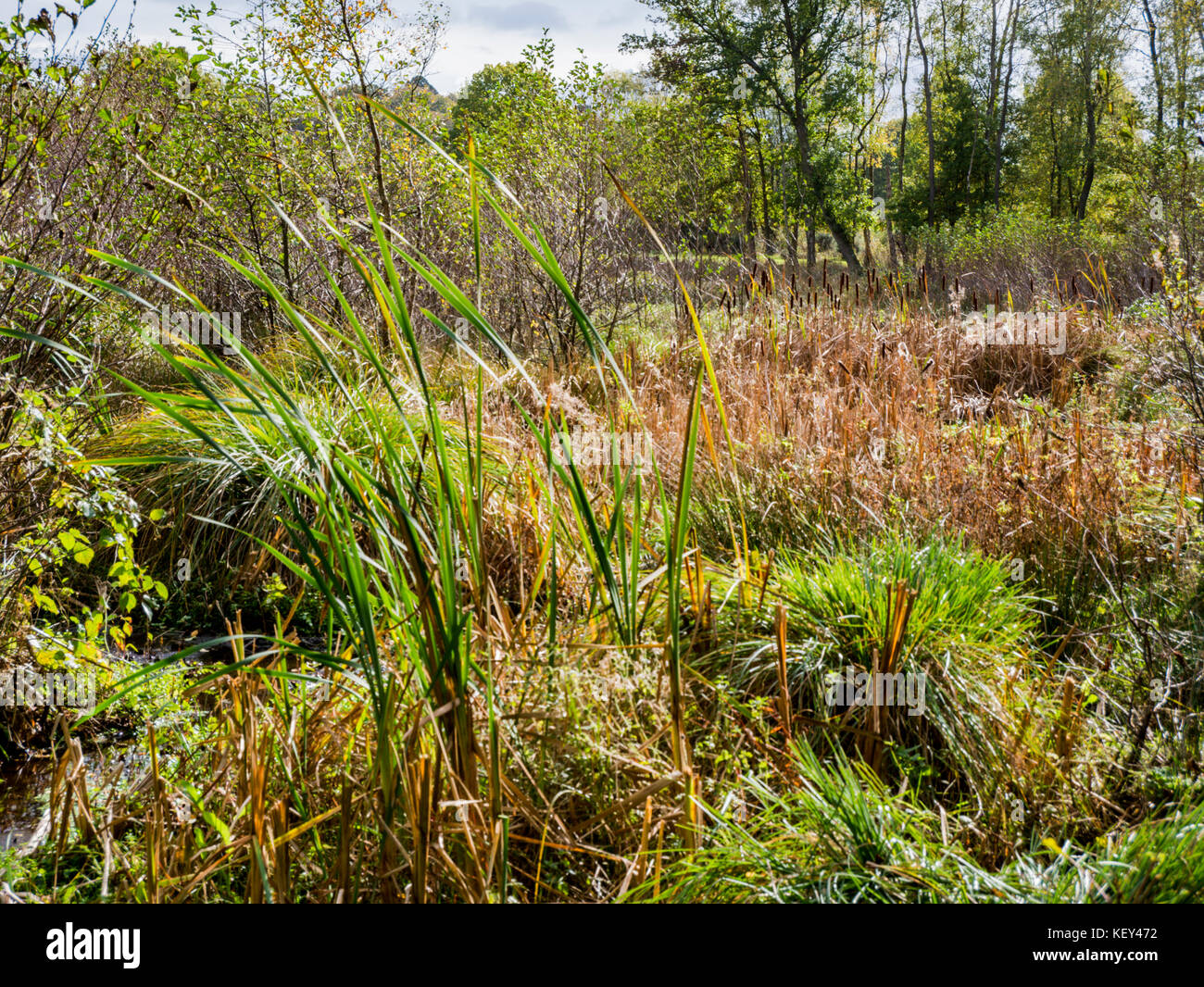 Boggy land, Hothfield Common nature reserve, Ashford, Kent Stock Photo