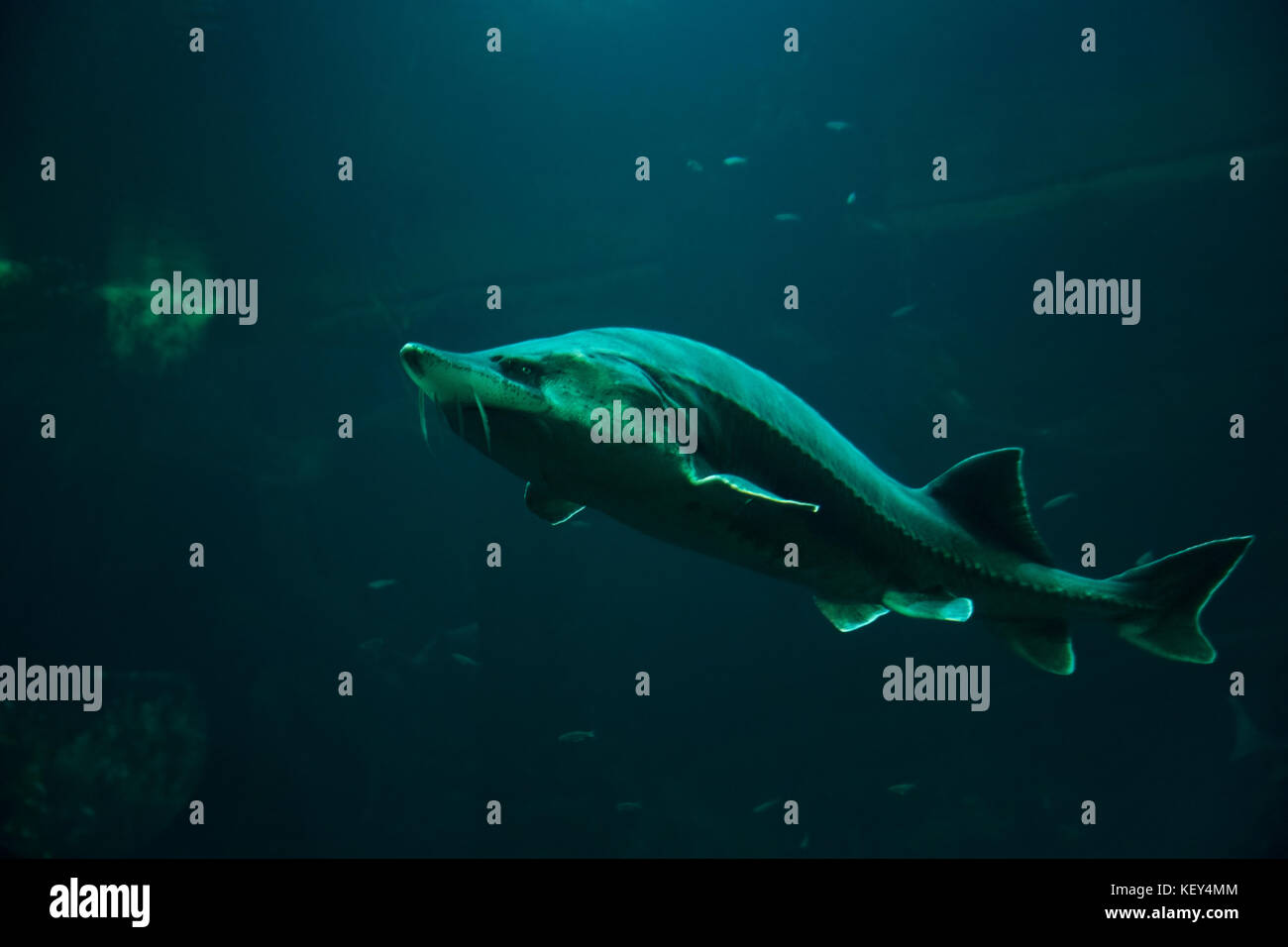 Large sturgeon fish swimming in Lake Tisza Ecocentre aquarium Stock Photo