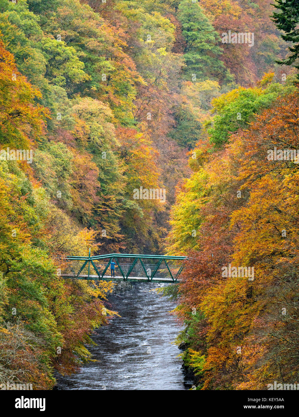 Spectacular autumn colours in natural woodland on banks of River Garry at historic Pass of Killiecrankie near Pitlochry. Stock Photo