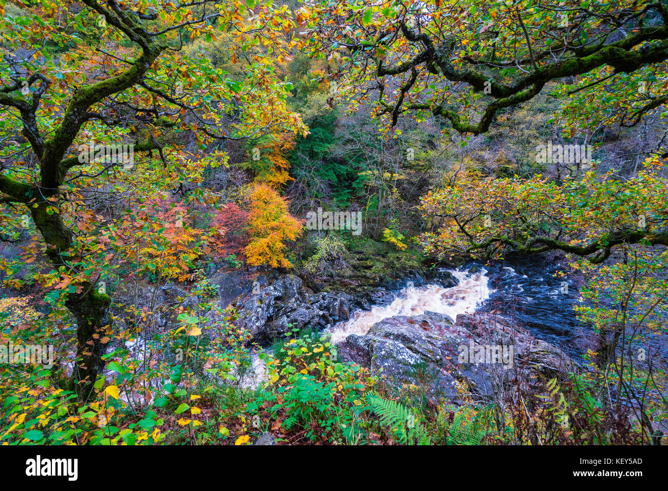 Spectacular autumn colours in natural woodland on banks of River Garry at historic Pass of Killiecrankie at Soldier's Leap  near Pitlochry. Stock Photo