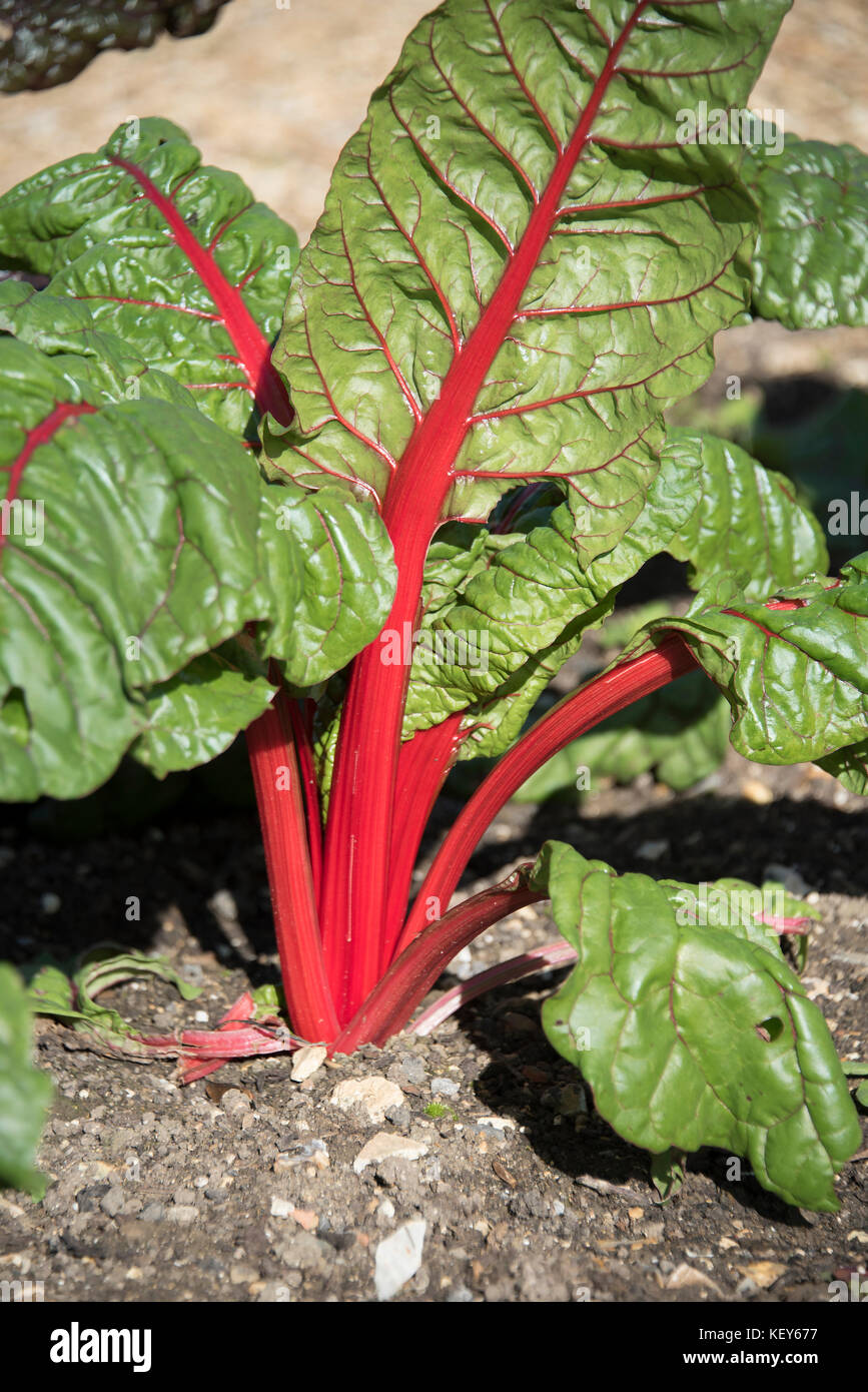 Mature chard leaves in a kitchen garden Stock Photo
