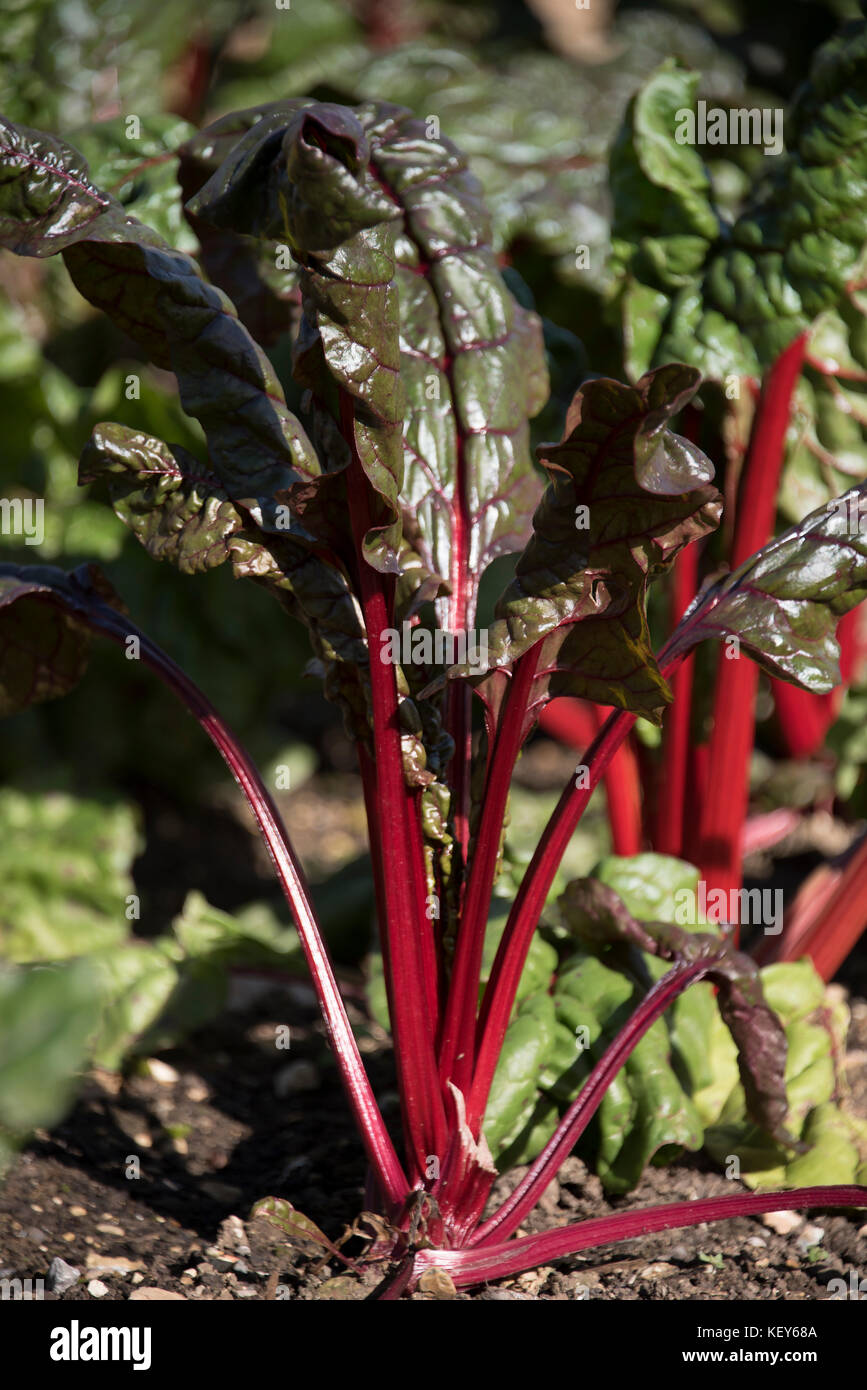 Mature chard leaves in a kitchen garden Stock Photo