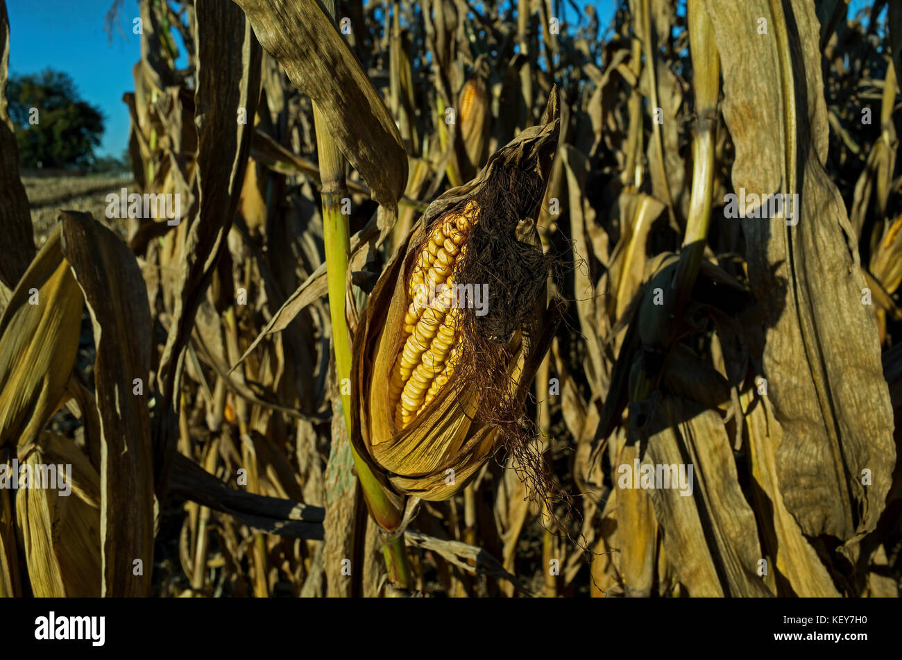 Field corn ready for harvest in the late day golden sun of a bright and sunny October day. Stock Photo