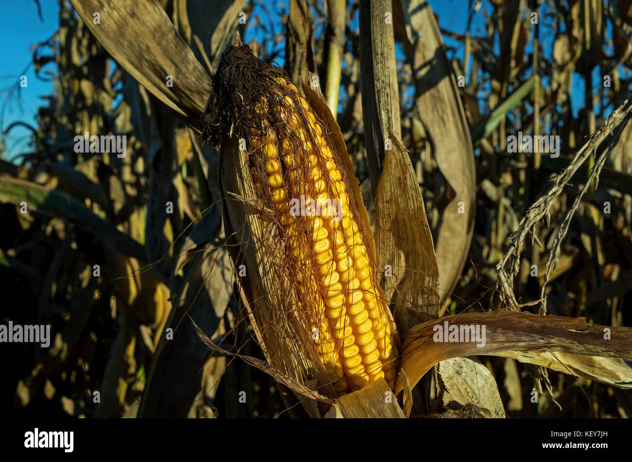 Field corn ready for harvest in the late day golden sun of a bright and ...