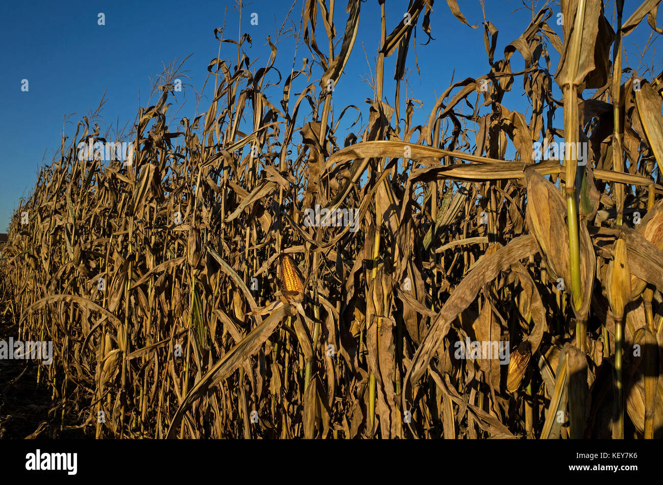 Field corn ready for harvest in the late day golden sun of a bright and sunny October day. Stock Photo