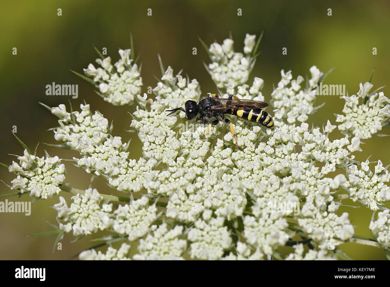Slender-bodied Digger Wasp (Crabro cribrarius)  on umbellifer flower in meadow Cheshire UK August 56797 Stock Photo