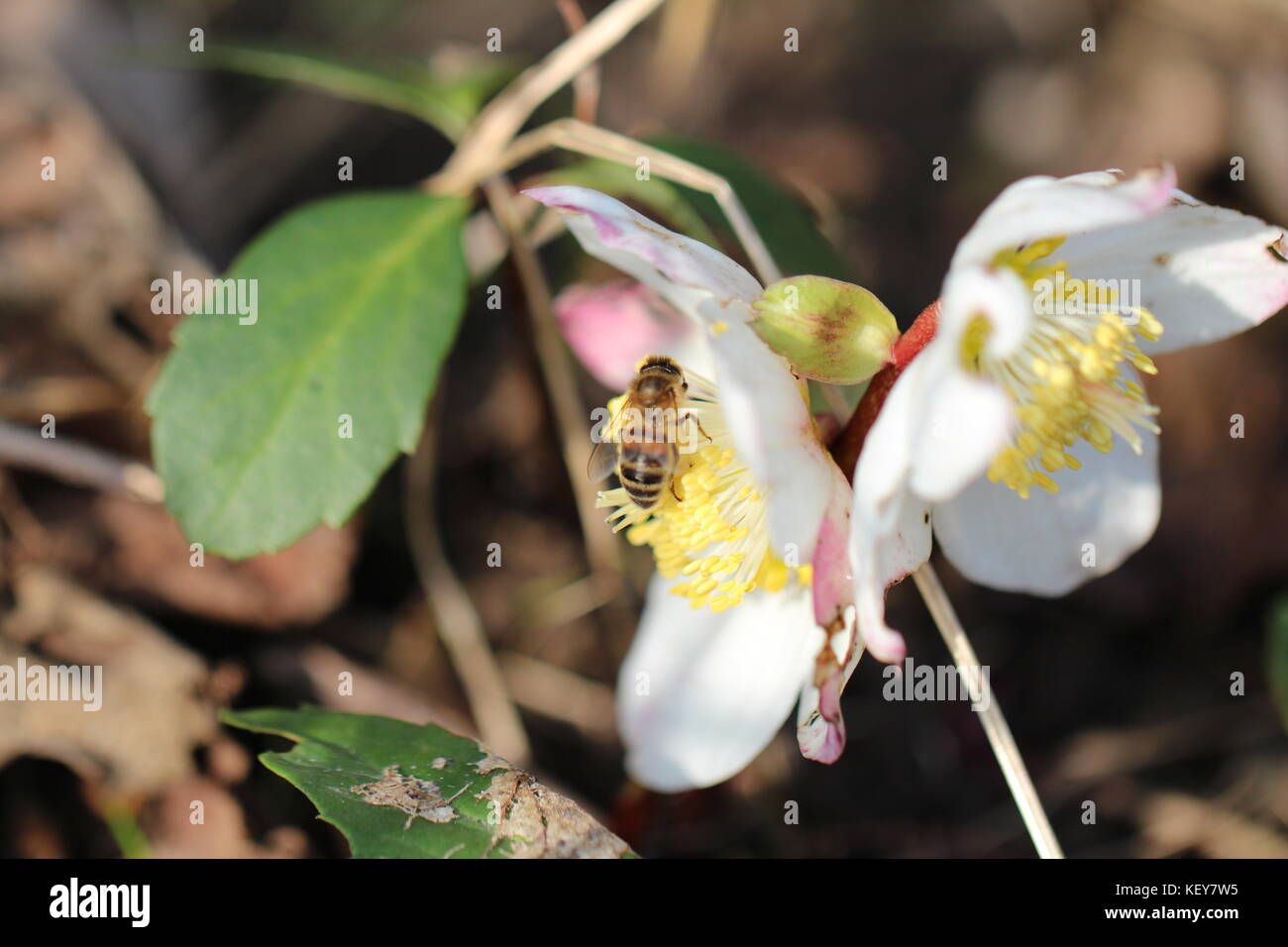 Flower with bee Stock Photo