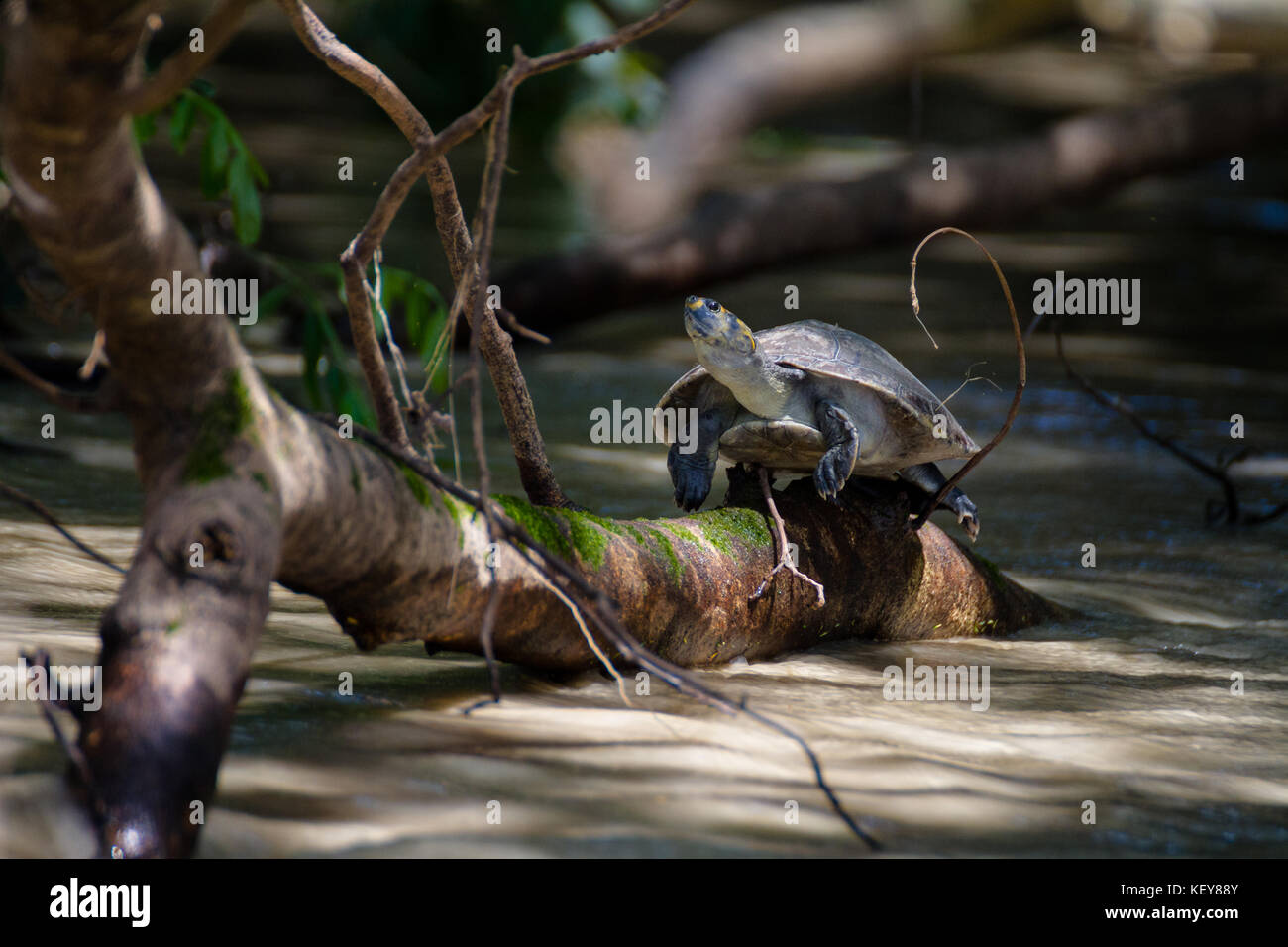 The turtle Stock Photo