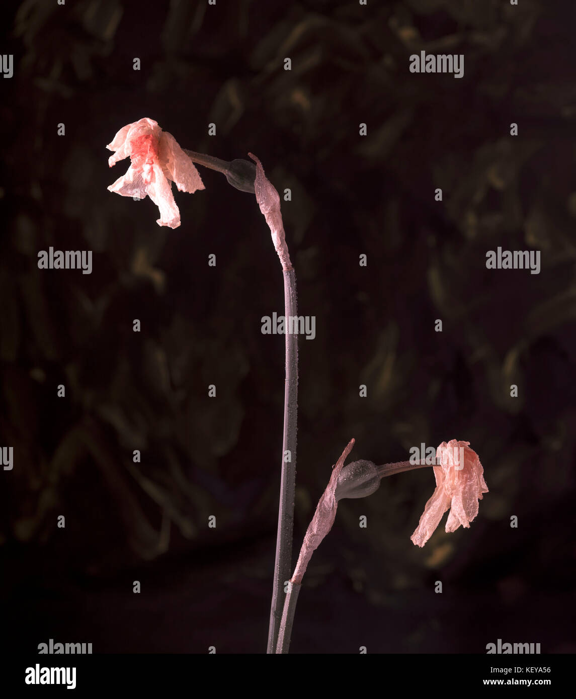 Still life of dying daffodil ( narcissus) heads against a predominently