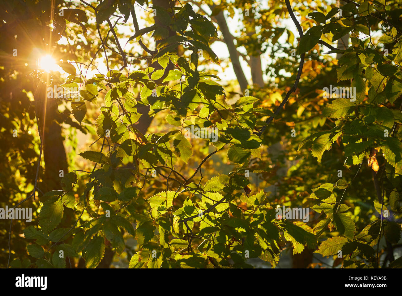 Sunrise in the woods hi-res stock photography and images - Alamy