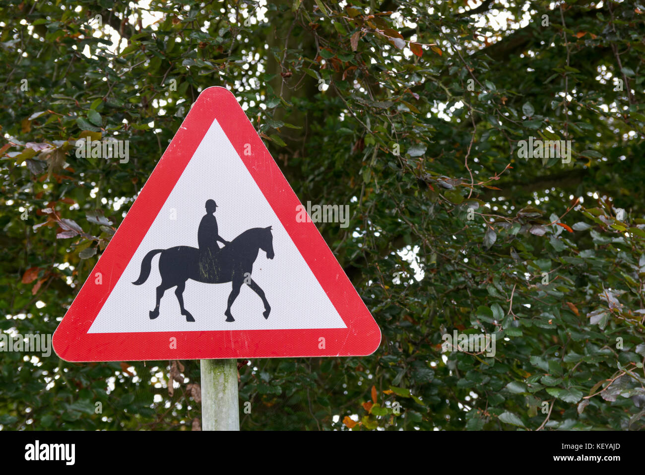 Horses and horse riders in road warning sign on left hand side of image. Black horse on white background in red triangle. Green foliage background Stock Photo