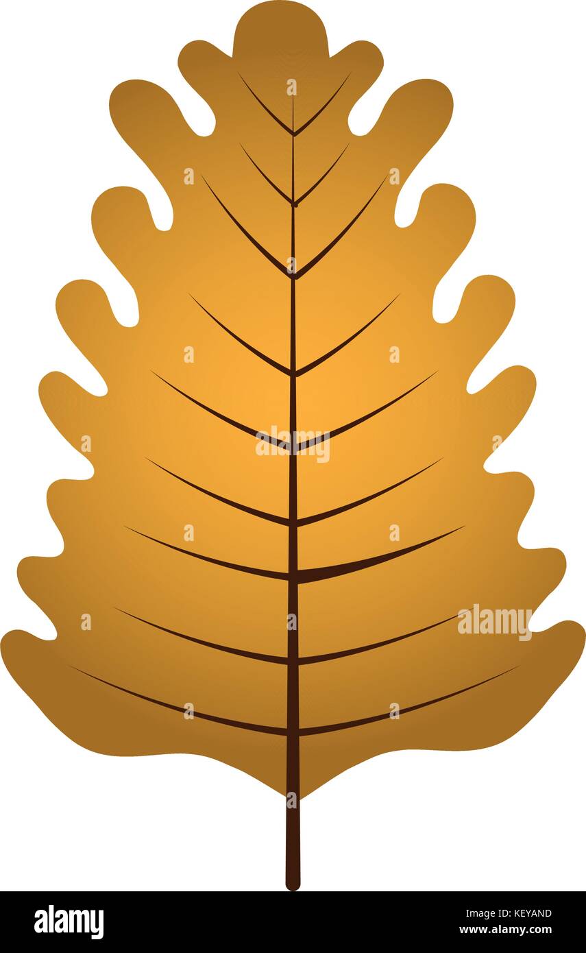 Isolated fall leaf Stock Vector Image & Art - Alamy