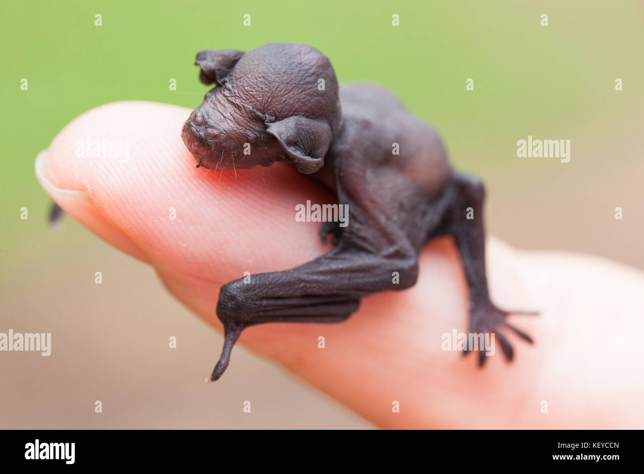 Eastern Longeared Bat (Nyctophilus bifax). Orphaned baby (in care