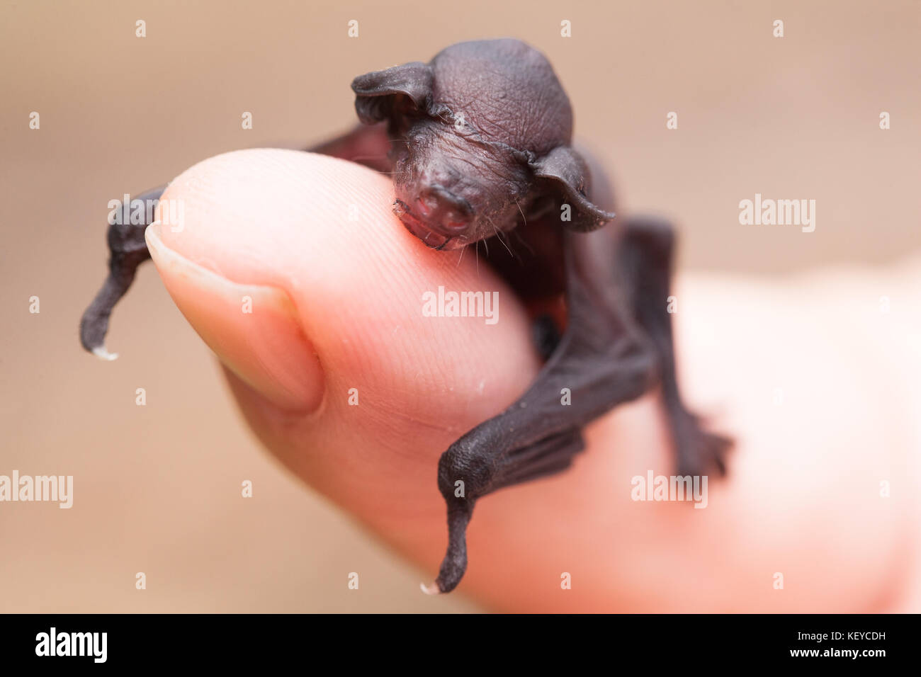 Eastern Long-eared Bat (Nyctophilus bifax). Orphaned baby (in care) resting on finger. October 2017. Cow Bay. Queensland. Australia. Stock Photo