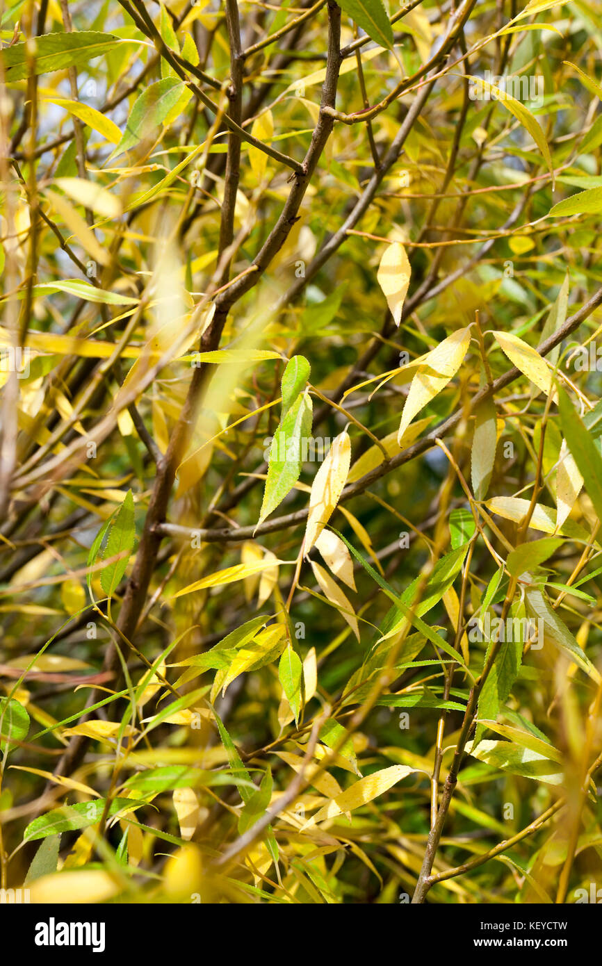 Branch narrow leaves yellow hi-res stock photography and images - Alamy
