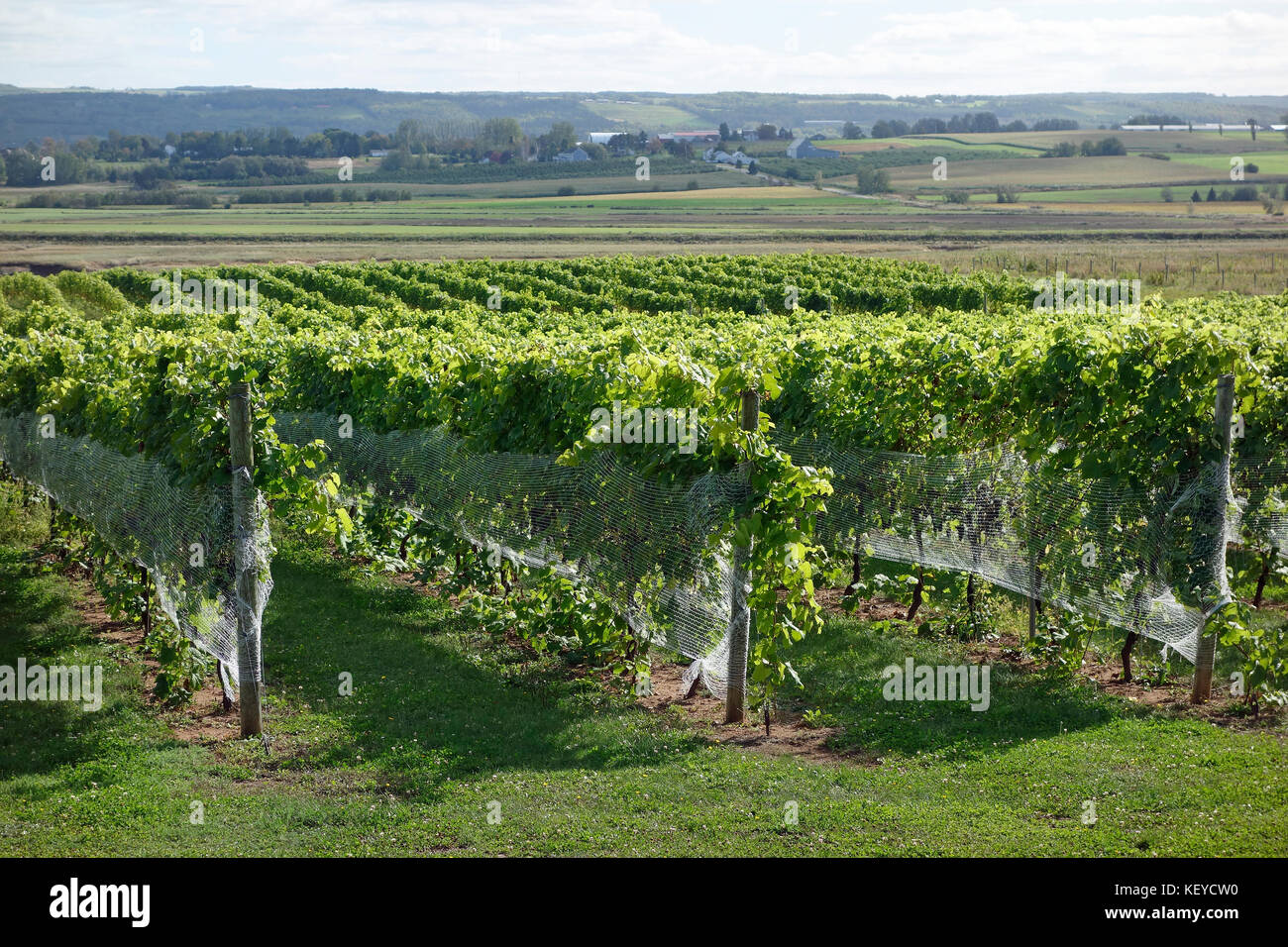 Vineyard in the Annapolis Valley, Nova Scotia Stock Photo