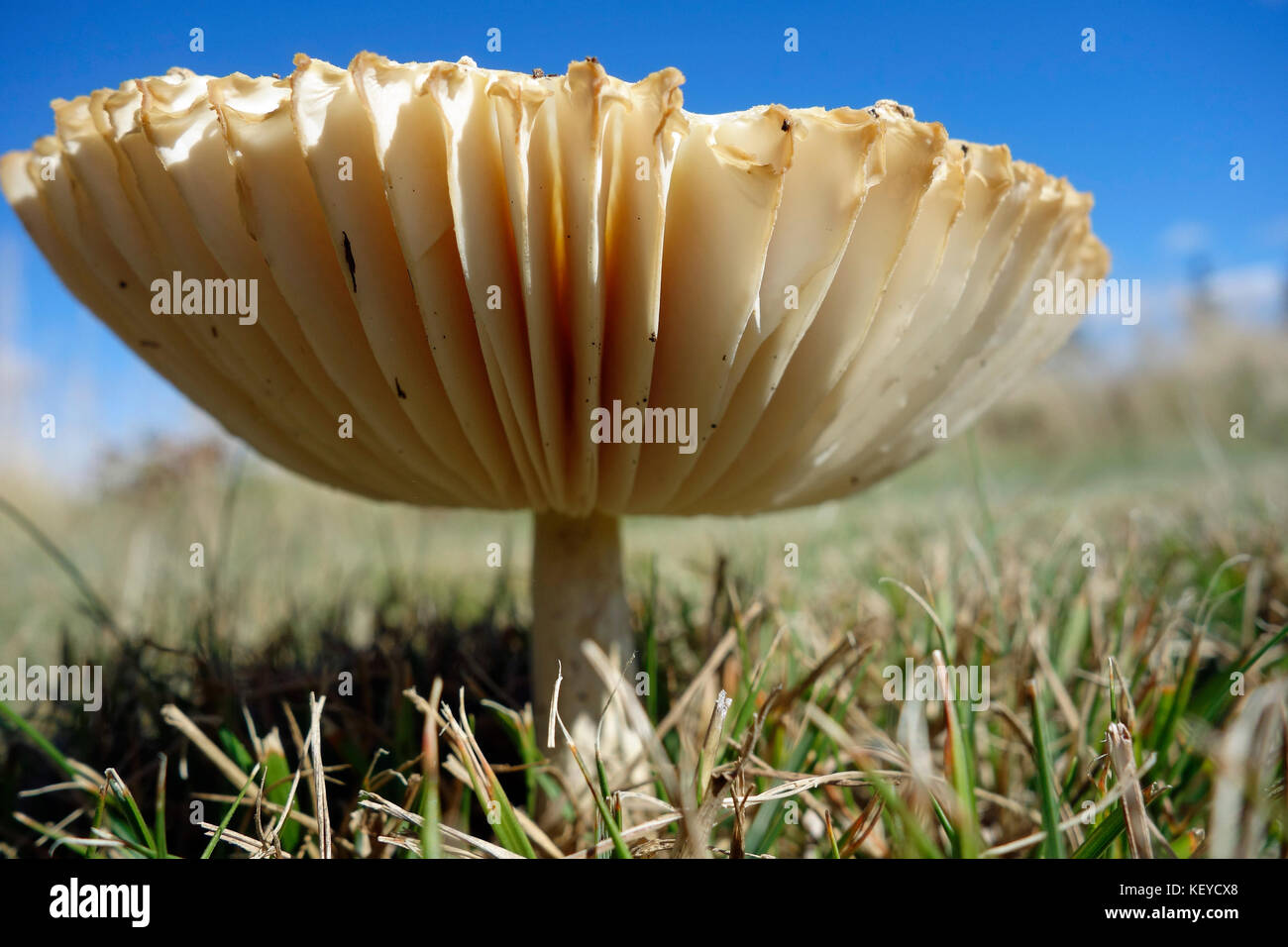 The gills on the underside of a mushroom Stock Photo Alamy