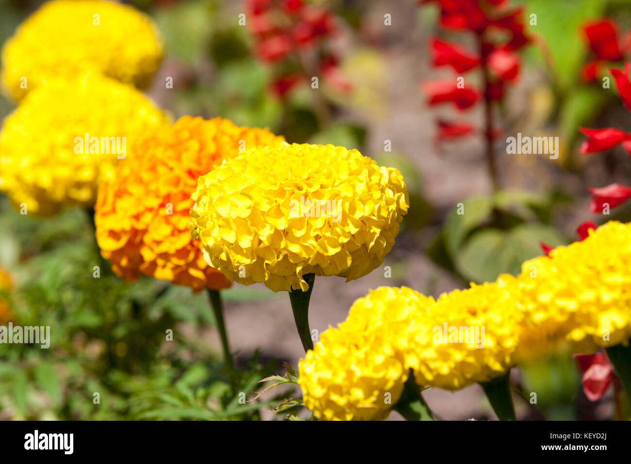 large yellow flowers Stock Photo Alamy