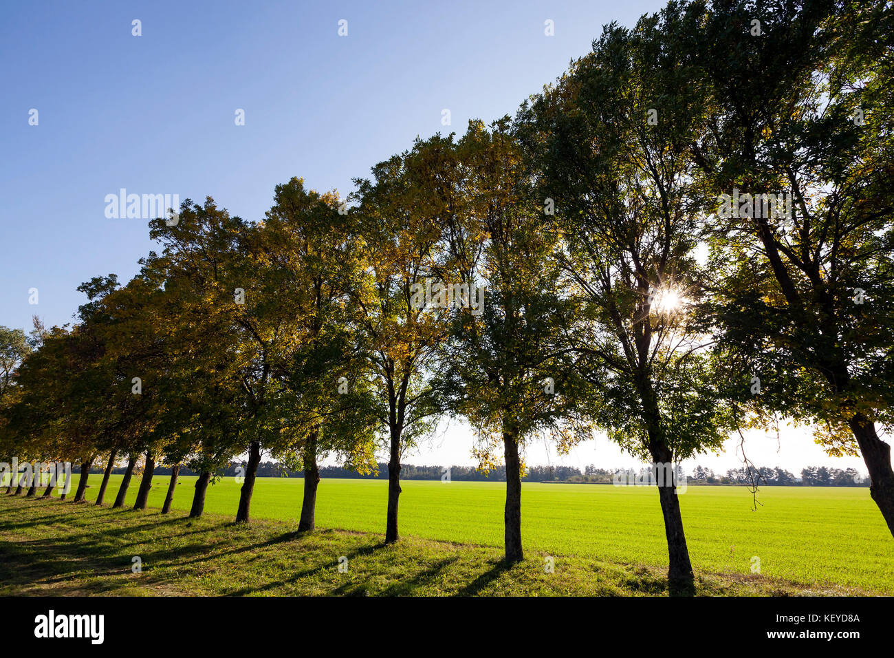 autumn roadside trees Stock Photo Alamy