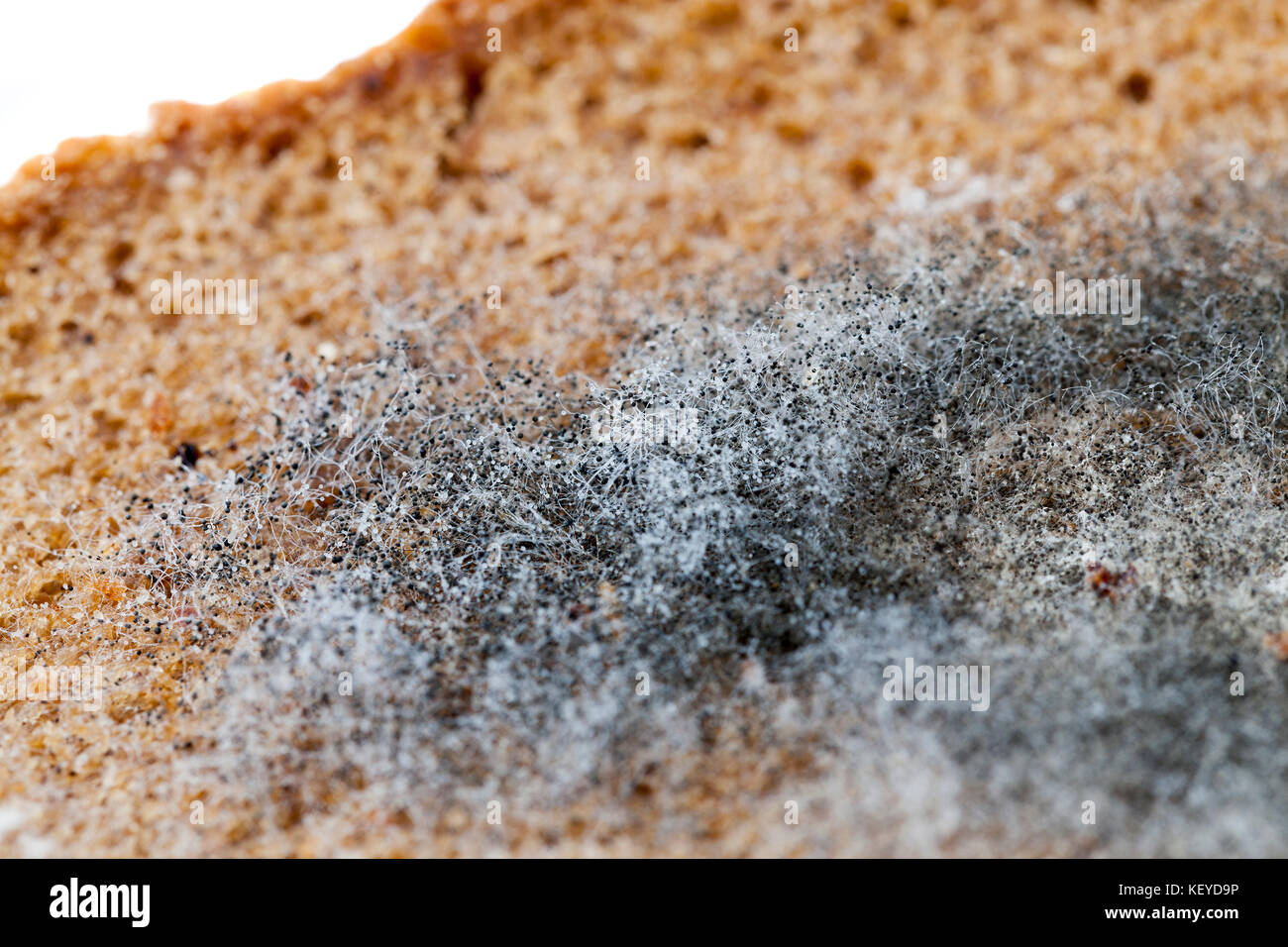 mouldy rye bread Stock Photo Alamy