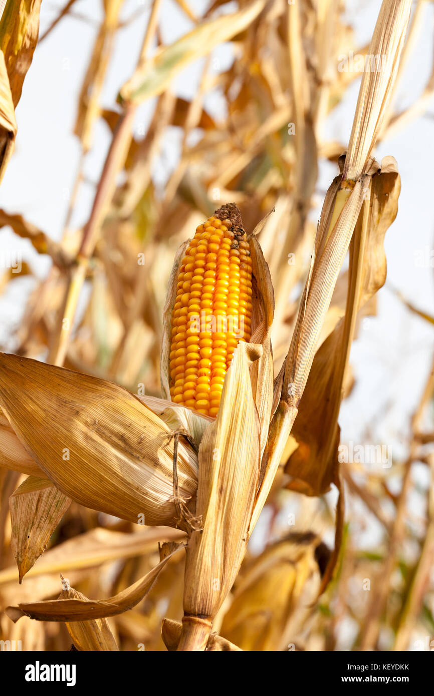 Corn field nature hi-res stock photography and images - Alamy