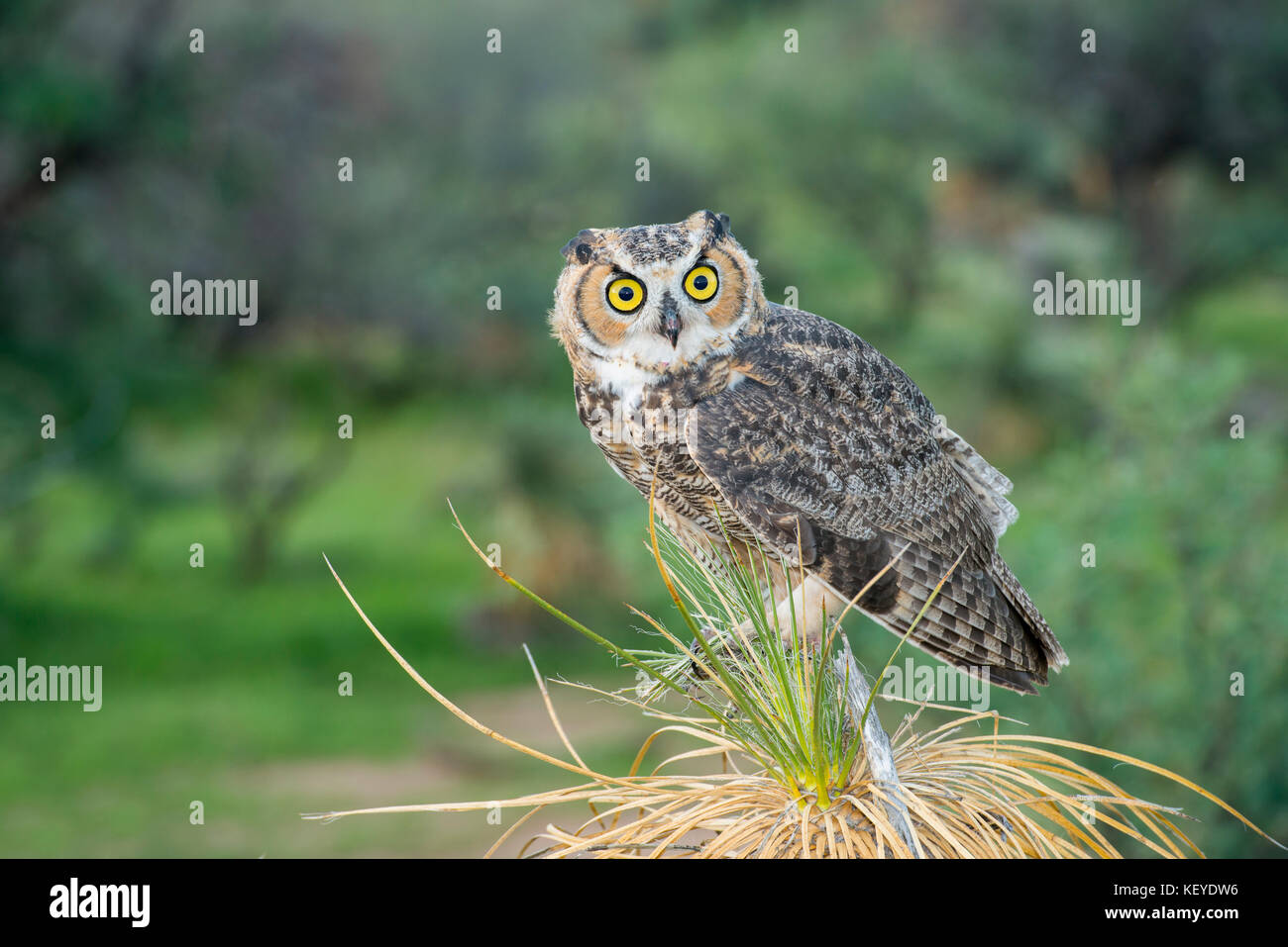 Great Horned Owl Bubo virginianus Tucson, Arizona, United States 20 August 2014 Immature sitting on Soaptree Yucca (Yucca elata). Strig Stock Photo