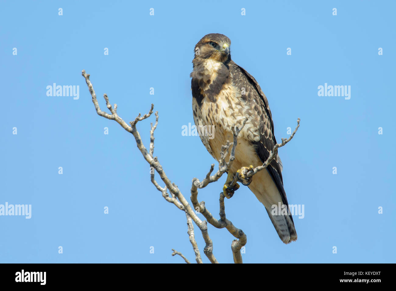 Arizona raptor hi-res stock photography and images - Alamy