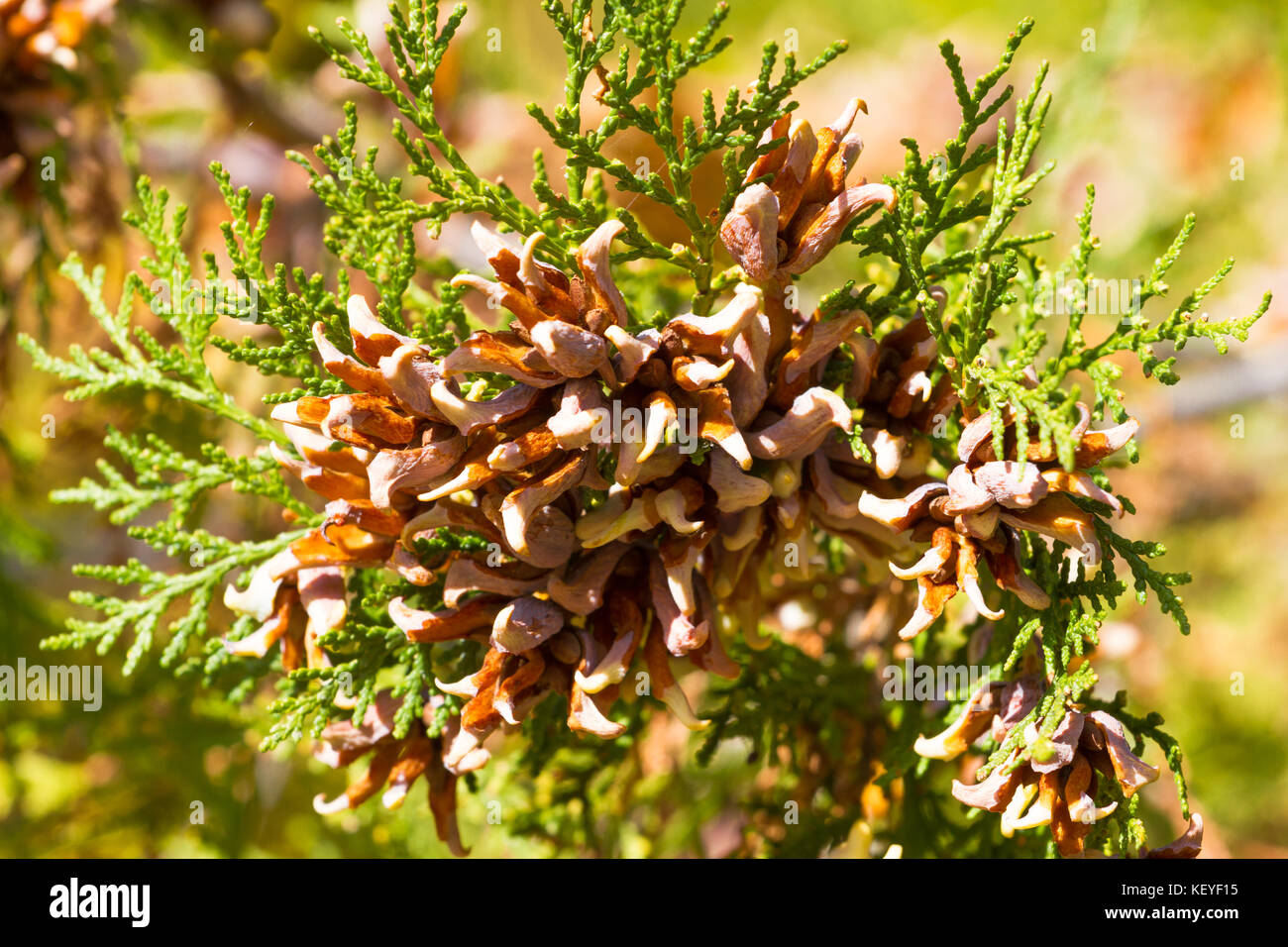Brunch of thuya with cones. Thuja part of tree. Conifer Stock Photo