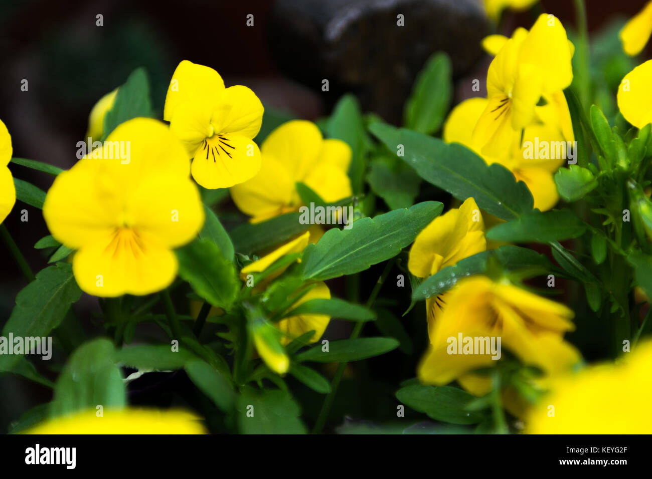 Pansy yellow with green leaves Stock Photo