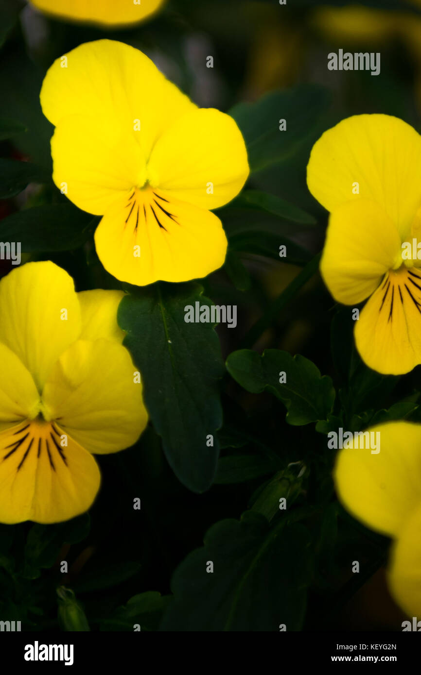Pansy yellow in higher contrast Stock Photo