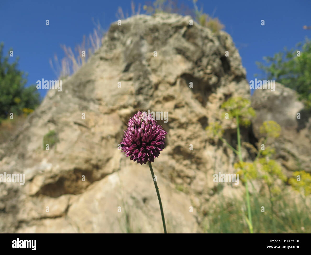 Wild onion flower hi-res stock photography and images - Alamy