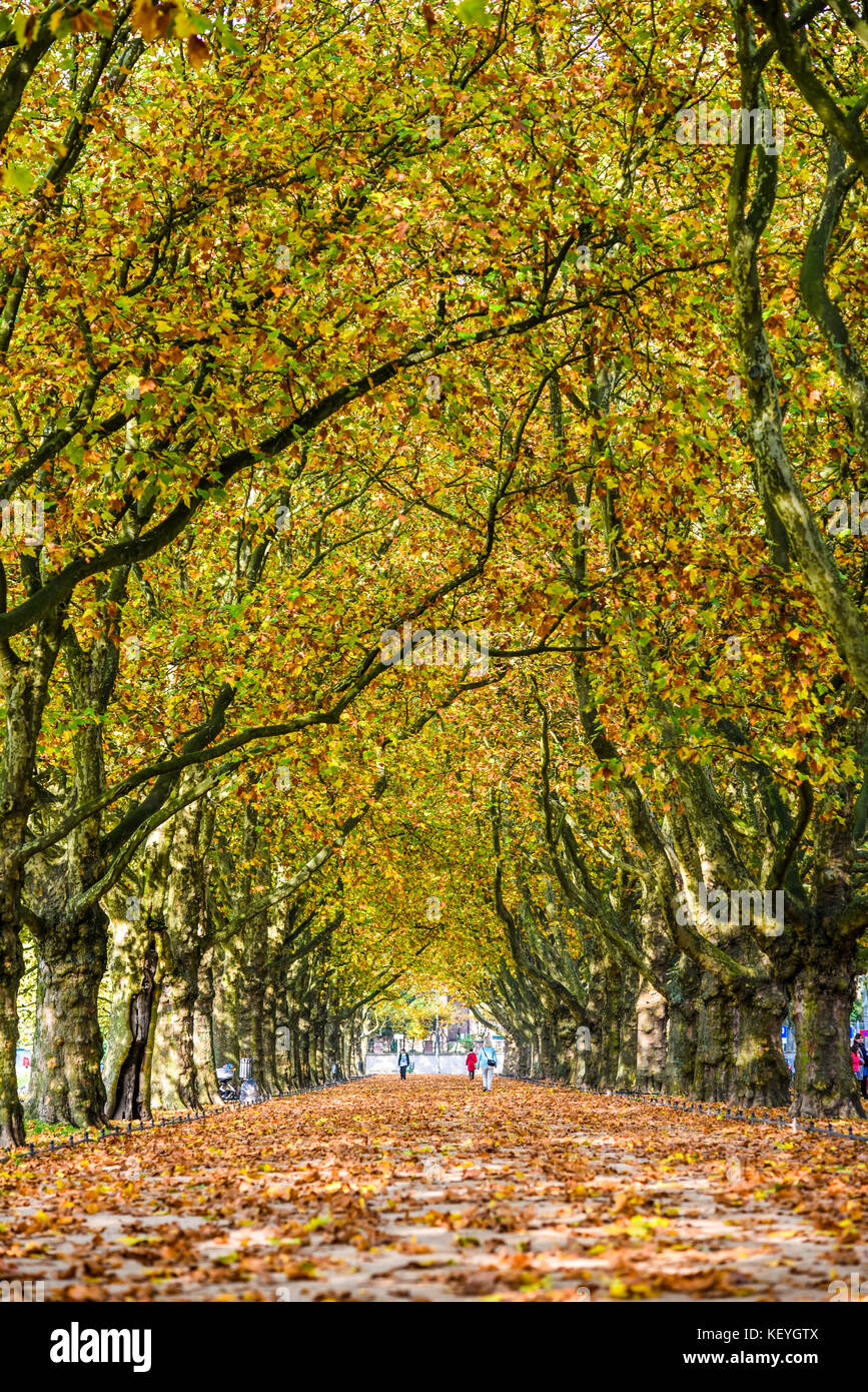 Alley in the park between trees with colorful leaves on the trees and ...
