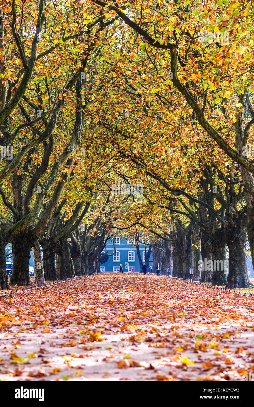 Alley in the park between trees with colorful leaves on the trees and ...
