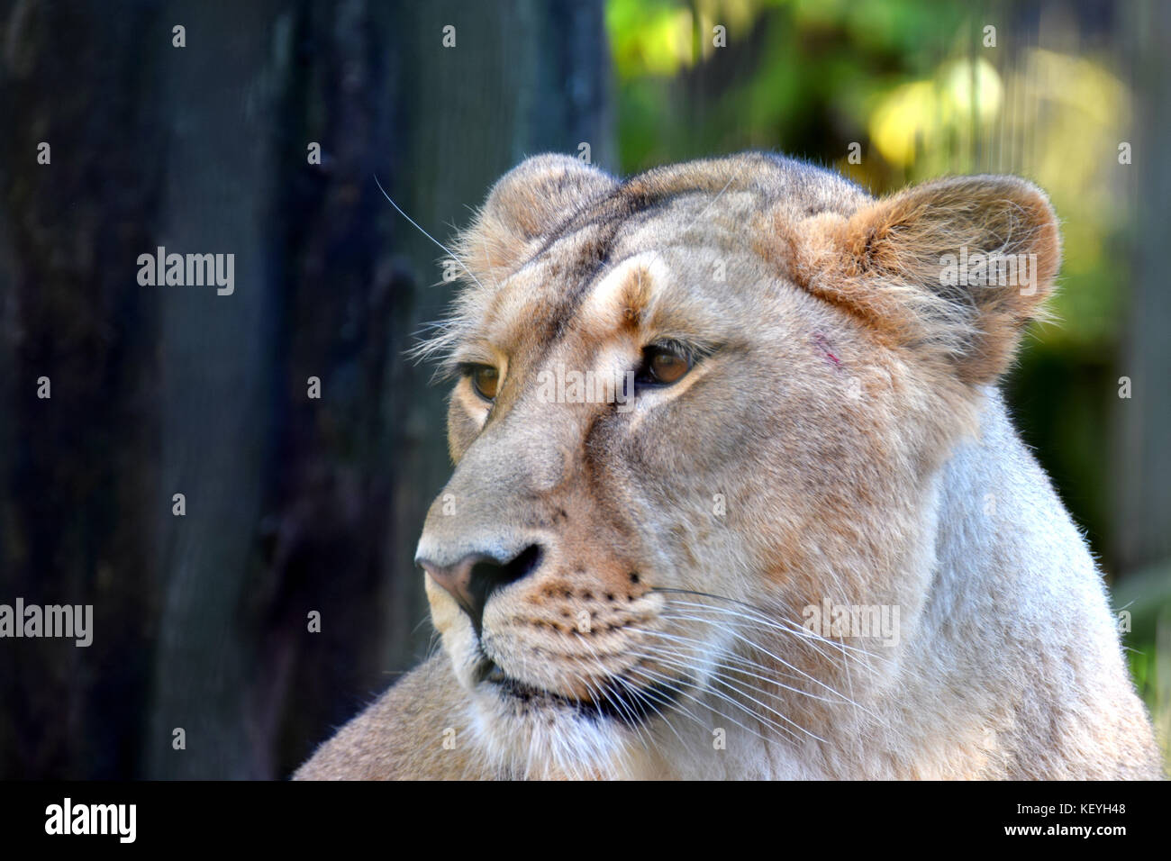 Asian lioness head close up image. Female lion portrait. Stock Photo