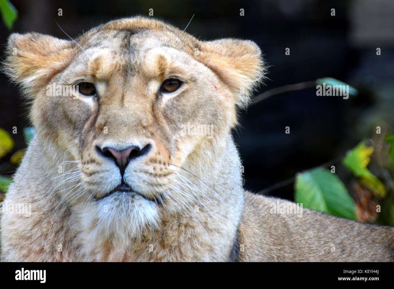Close up of lioness Stock Photo