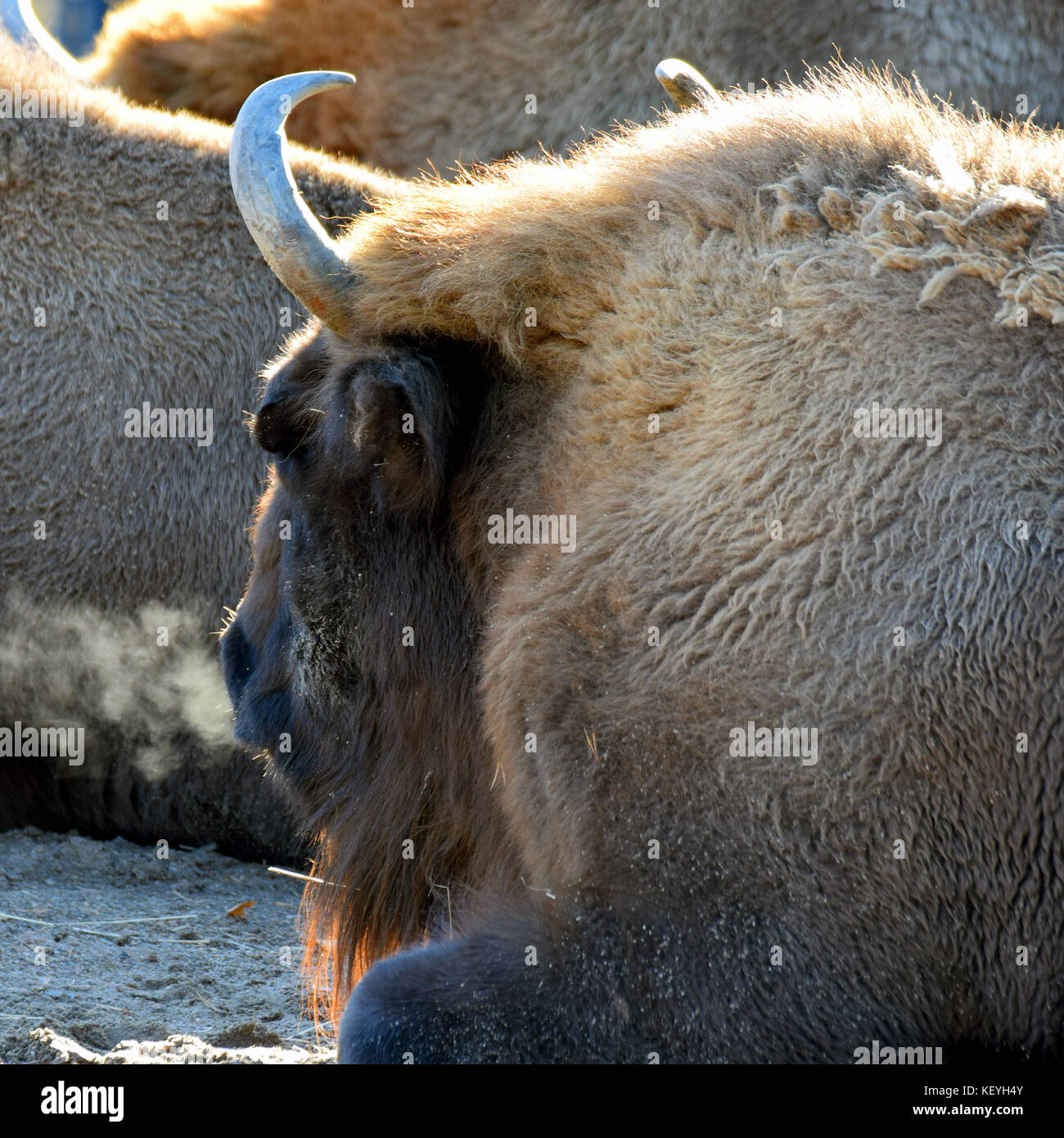 Wisent, also know as European bison (Bison bonasus) with steamy breath on a cold morning. Square shape image. Stock Photo