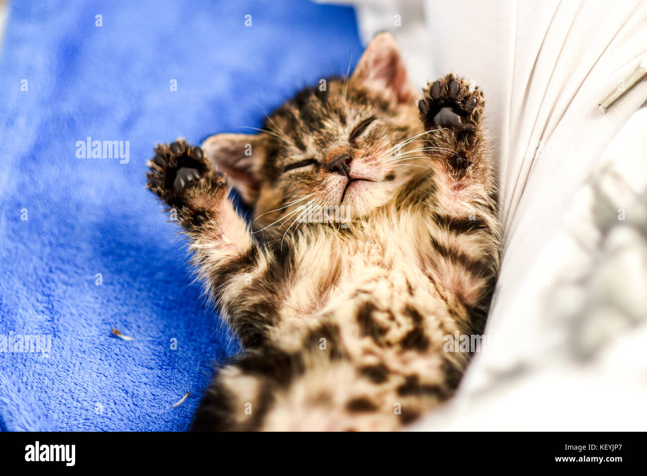 Little sweet kitten with paws up on his back at home. Stock Photo