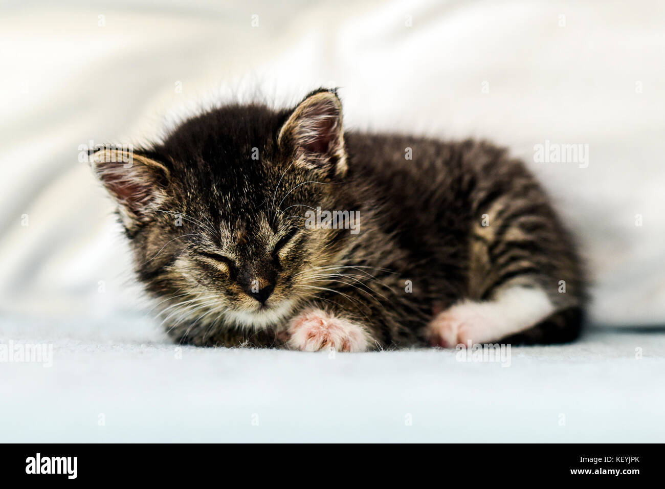 Closeup kittens sleeping hi-res stock photography and images - Alamy