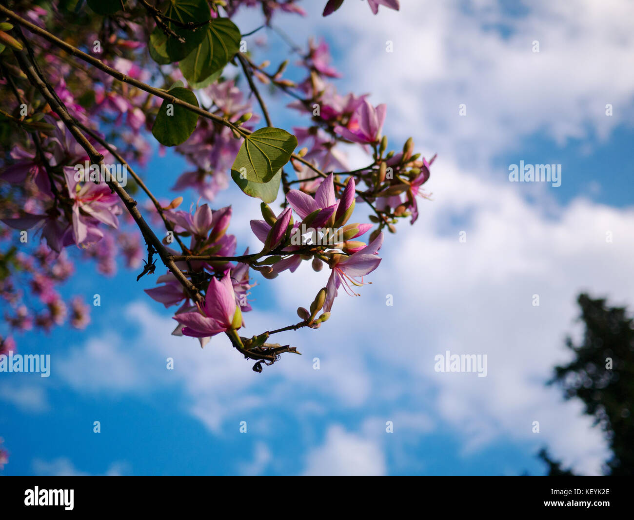 Pink flower on acacia tree with blue sky Stock Photo