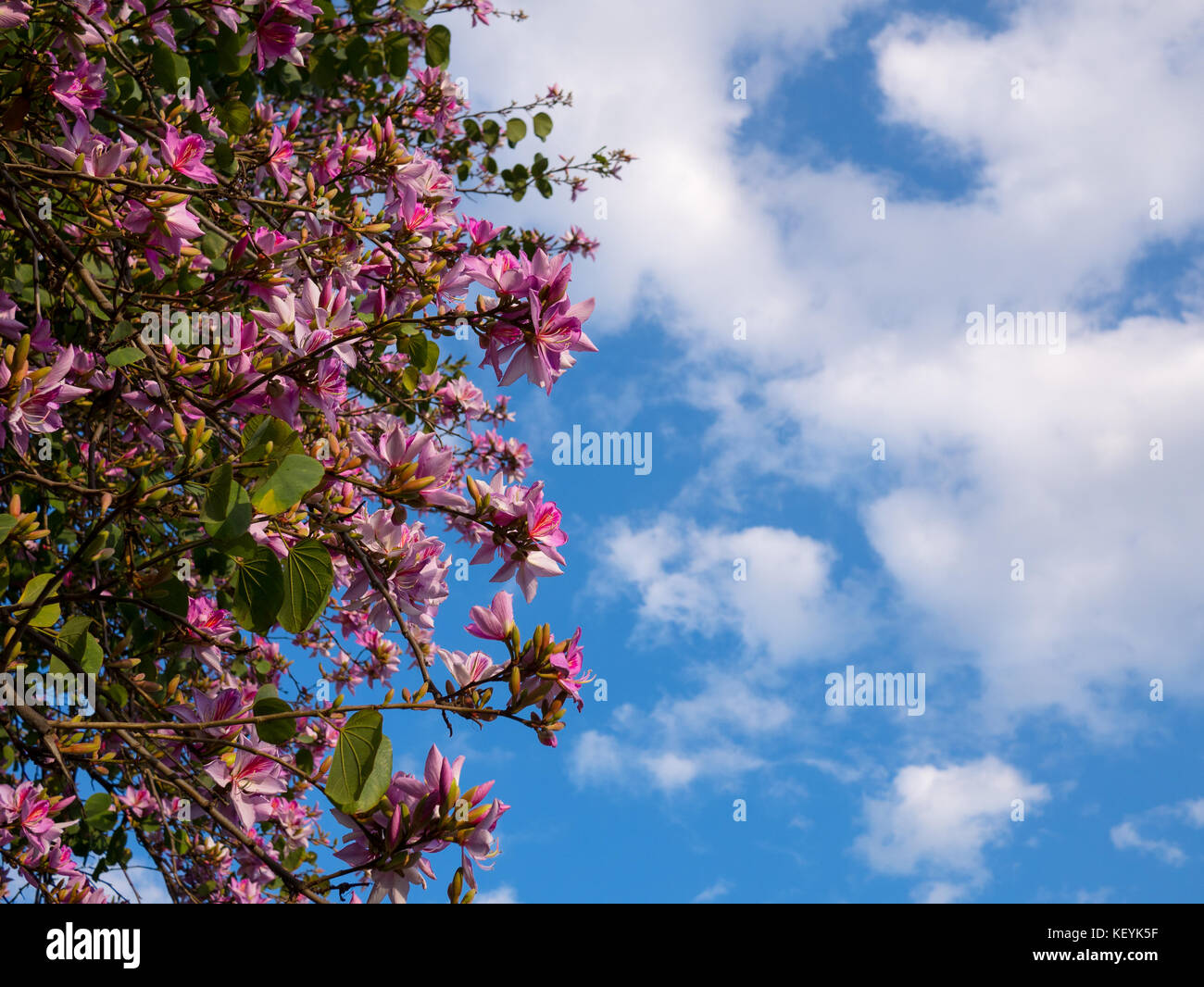 Pink flower on acacia tree with blue sky Stock Photo