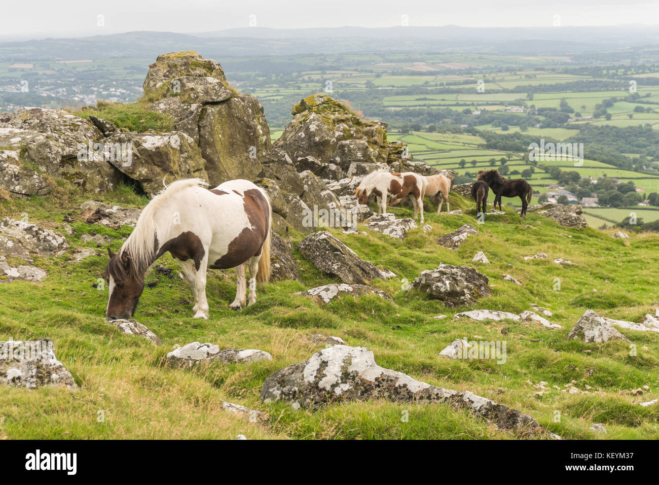 Dartmoor pony hires stock photography and images Alamy