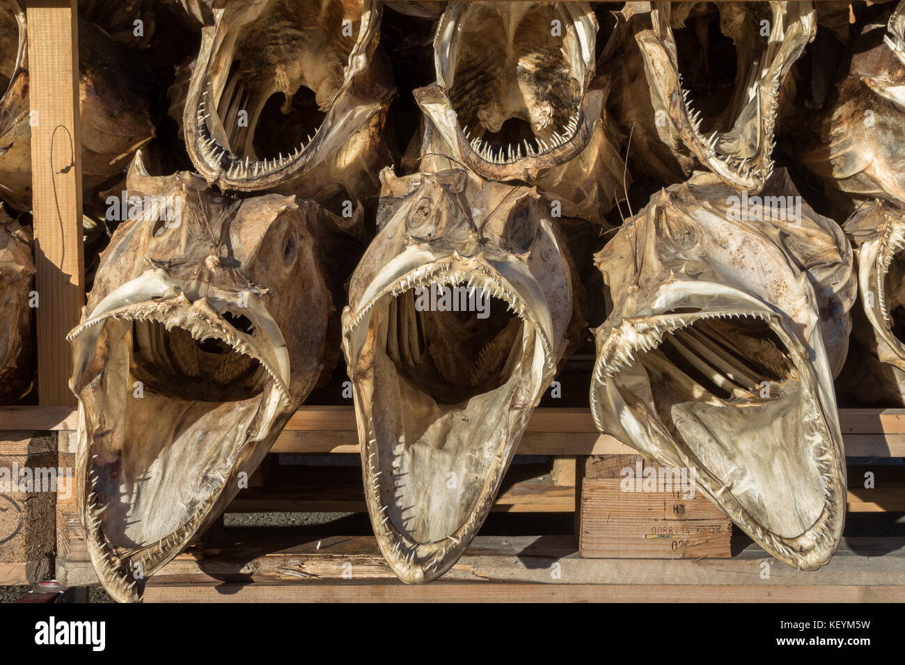 Dried cod fish heads with big open mouths Stock Photo Alamy