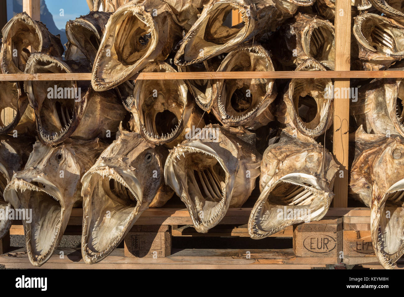 Dried fish heads from cod stacked on a pallet Stock Photo Alamy