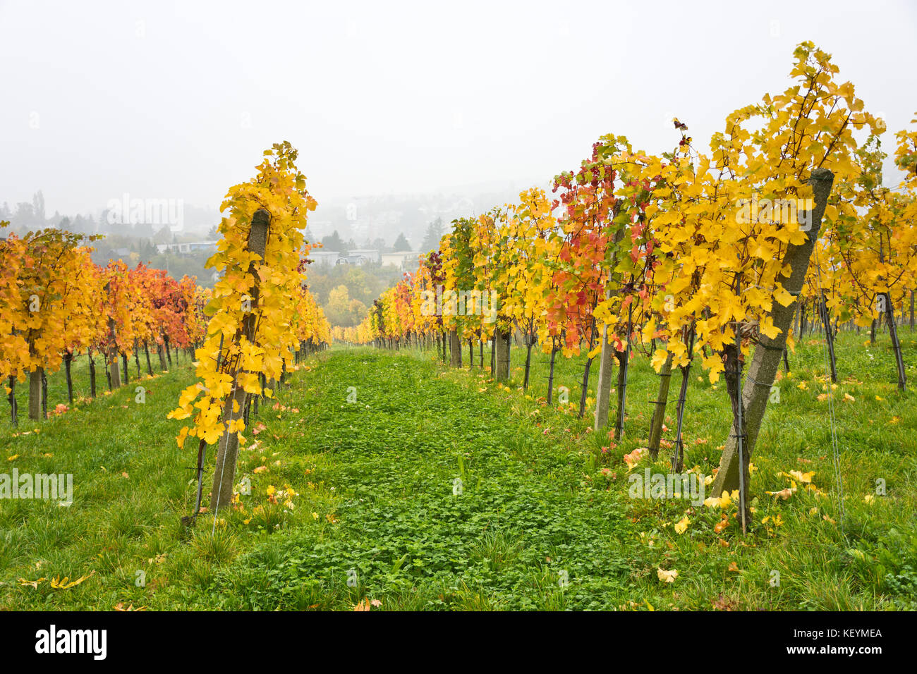 Autumnal vineyard landscape in Vienna, Austria. Suburban vineyards with ...