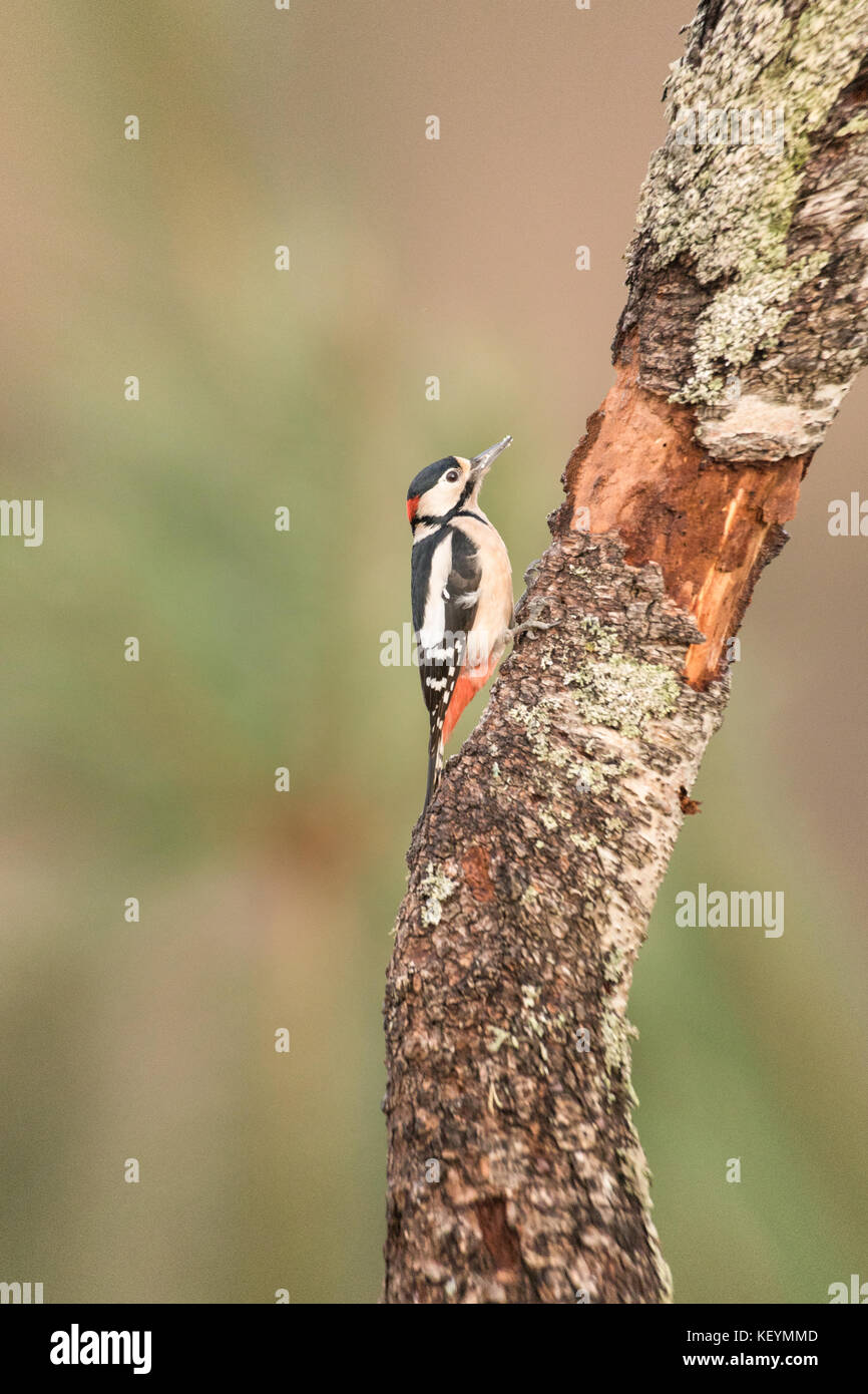 Greater Spotted Woodpecker (Dendrocopos major) feeding on a tree profile view. Stock Photo
