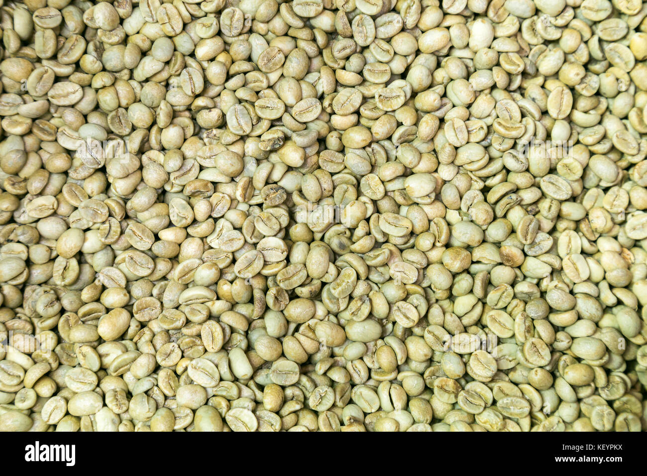 organic washed process green coffee beans waiting for roasting in the coffee house by roster. background and texture. Stock Photo
