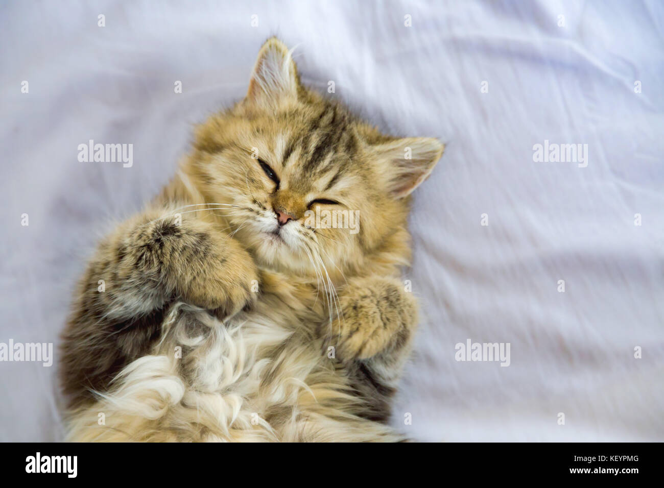 Persian kitty cat sleeping in cat bed, love to animals. selective focus Stock Photo